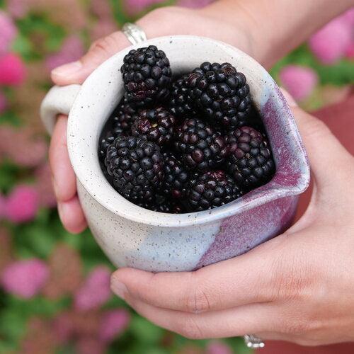 Rubus 'Ponca' PP33330  - Taste of Heaven™ Thornless Blackberry