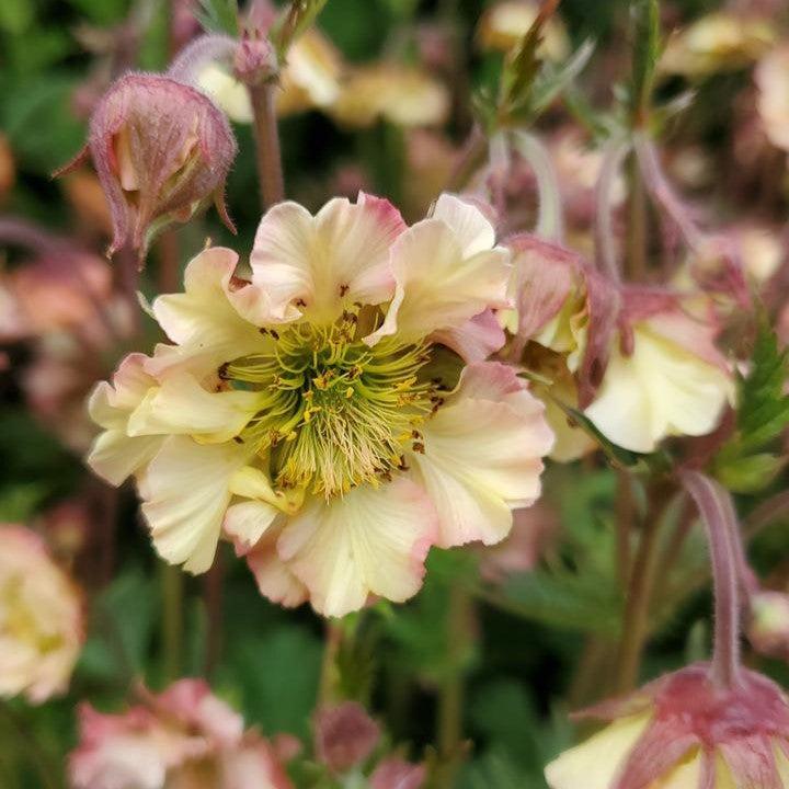 Geum 'Tngeupp'  - Pretticoats™ Peach Avens