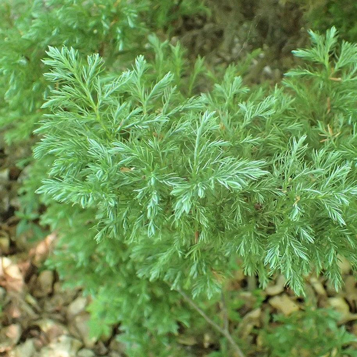 Chamaecyparis pisifera 'Boulevard'  - Boulevard Cypress