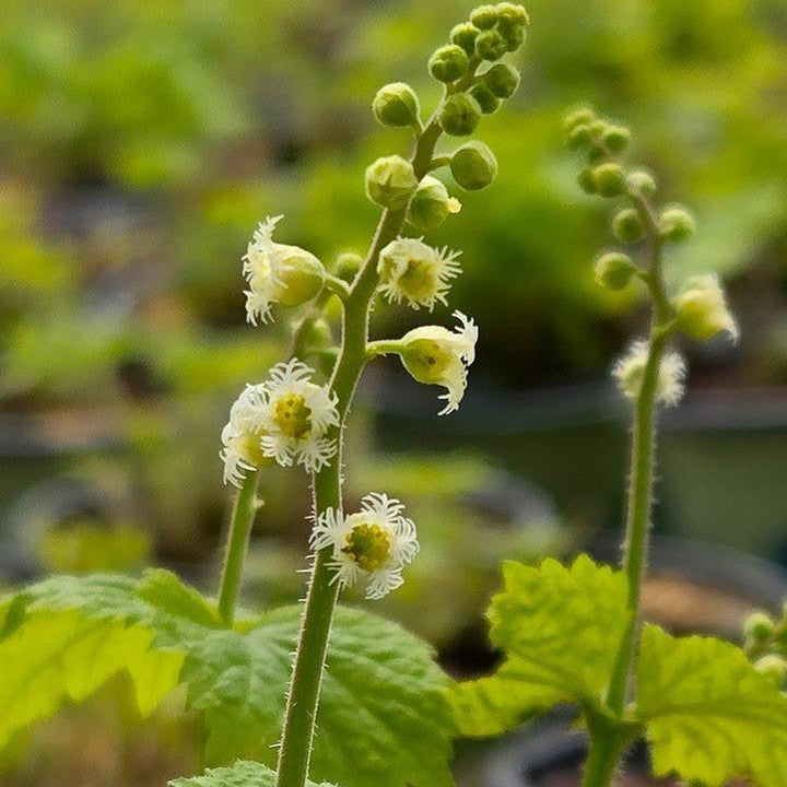 Mitella diphylla  - Brewer's Cap