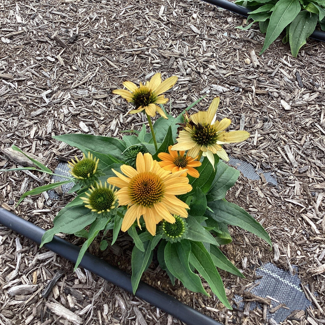 Echinacea purpurea 'SunMagic Vintage Mango'  - SunMagic® Vintage Mango Echinacea