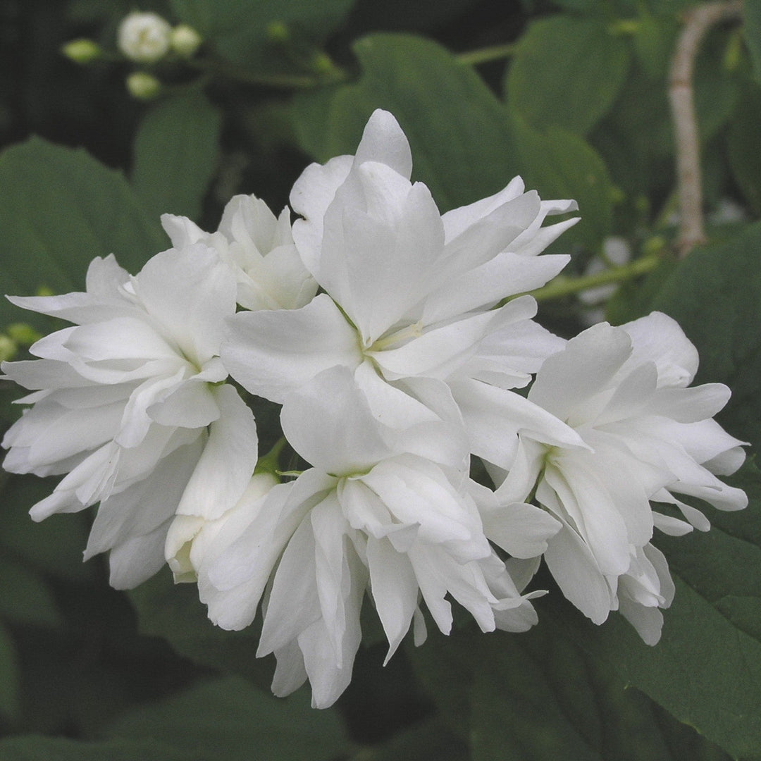 Philadelphus 'Buckleys Quill'  - Buckleys Quill Mockorange