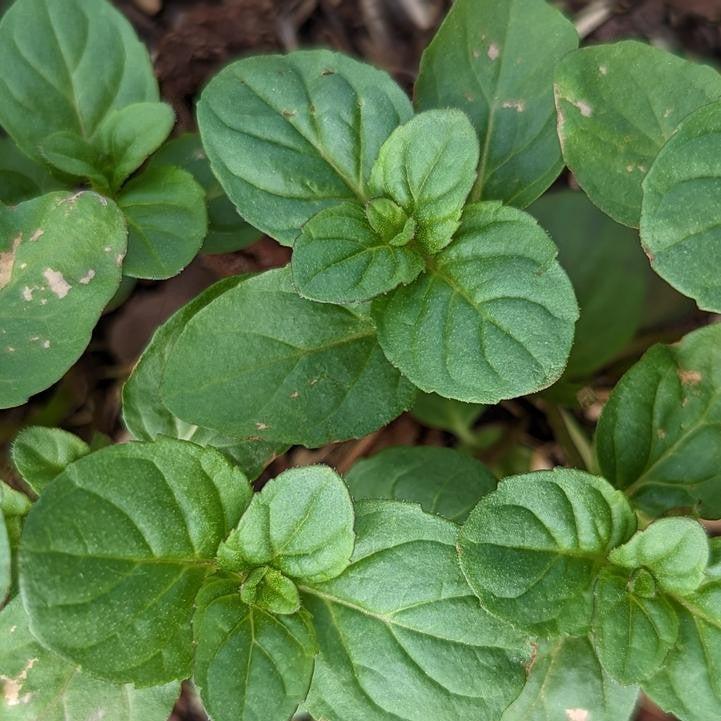 Mentha x 'Citrata'  - Orange Mint