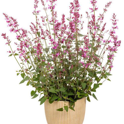Agastache 'Royal Raspberry'  - Meant to Bee® Royal Raspberry Agastache