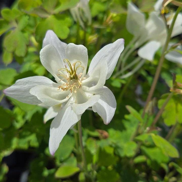 Aquilegia 'PAS1258490'  - Earlybird™ White Columbine