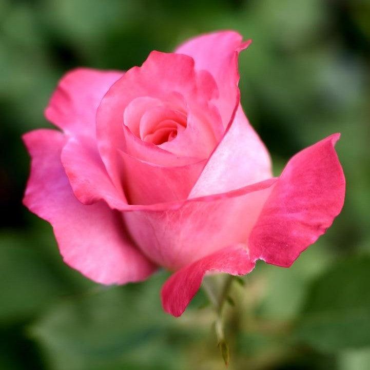 Rosa 'BA078B'  - True Bliss™ Rose