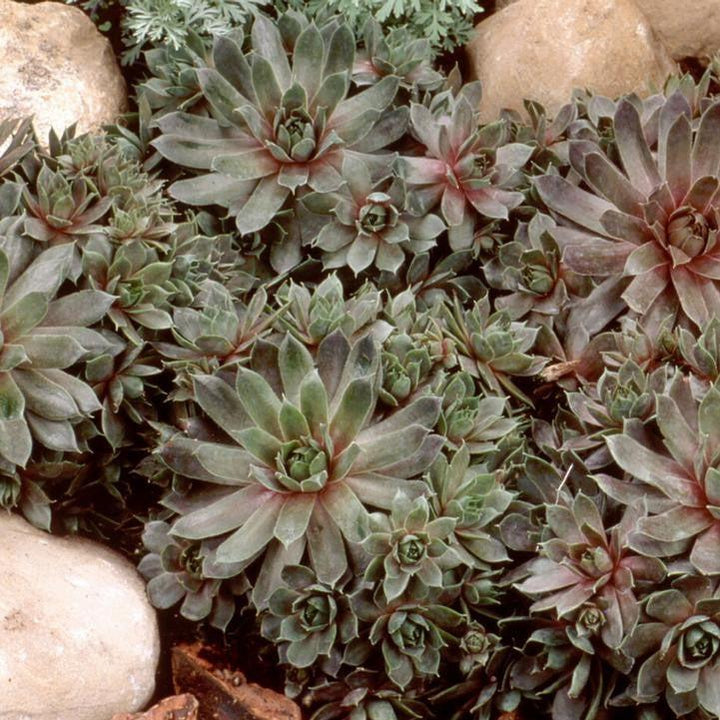 Sempervivum 'Purple Beauty'  - Purple Beauty Hens and Chicks