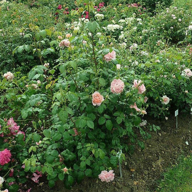 Rosa 'Ausrimini'  - Strawberry Hill® Climbing Rose