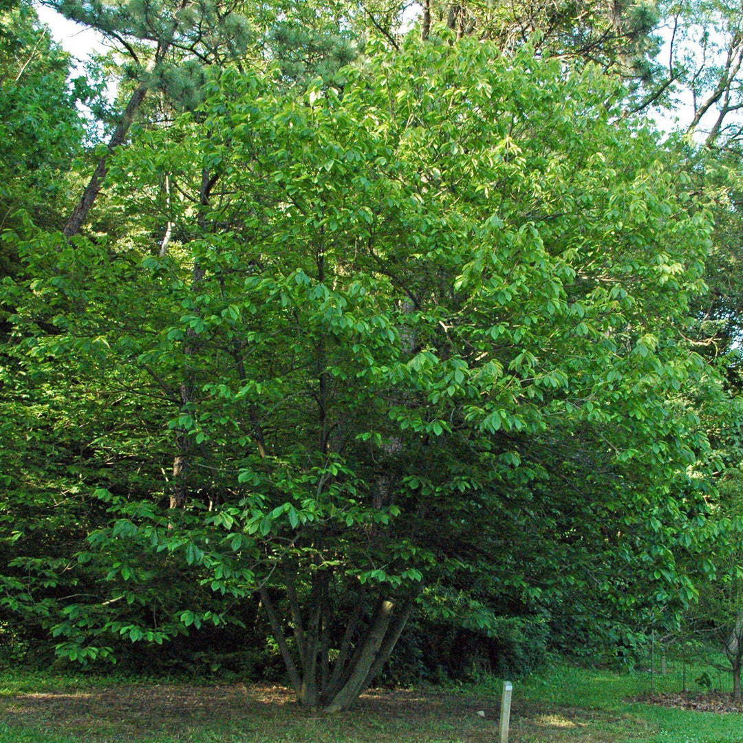 Asimina triloba  - Common Pawpaw, Tall Pawpaw