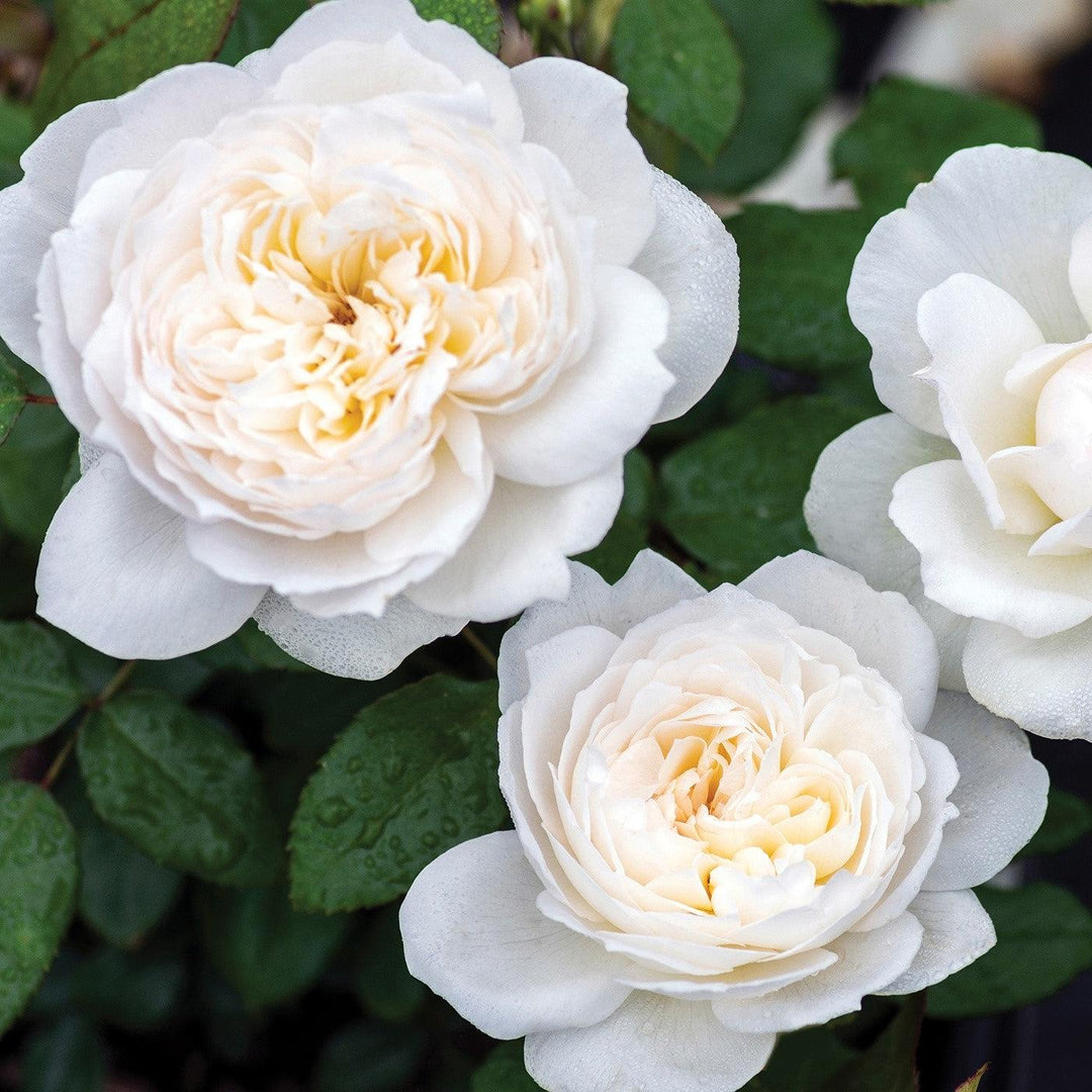 Rosa 'Meidelweis' PP 17,841  - Bloomables® Bolero™ Rose