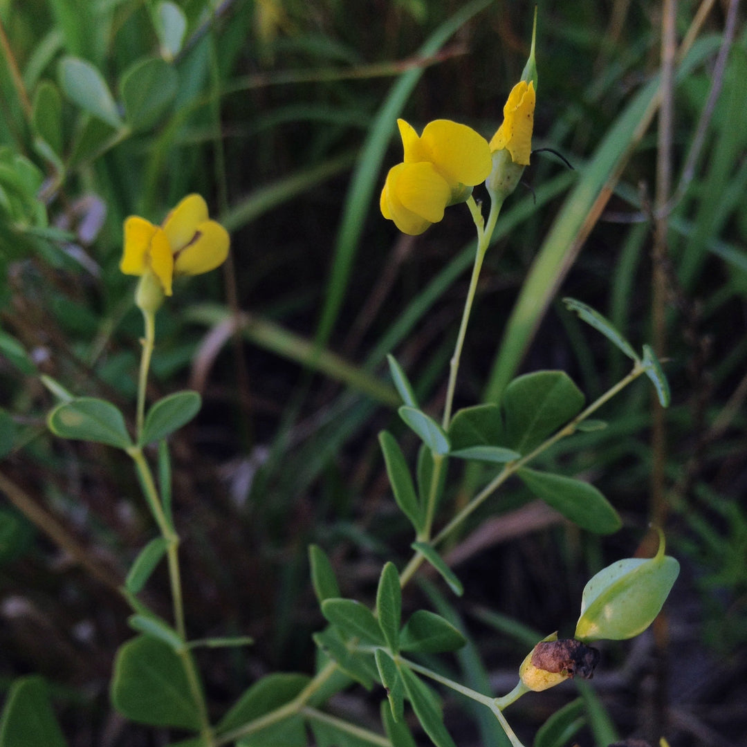 Baptisia tinctoria  - Wild Indigo