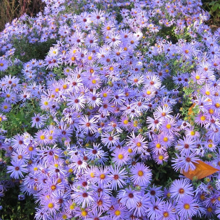 Aster oblongifolius 'Raydon's Favorite'  - Raydon's Favorite Aromatic Aster