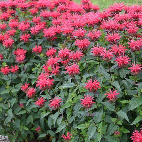 Monarda 'Red Velvet'  - PW® Upscale® Red Velvet Bee Balm