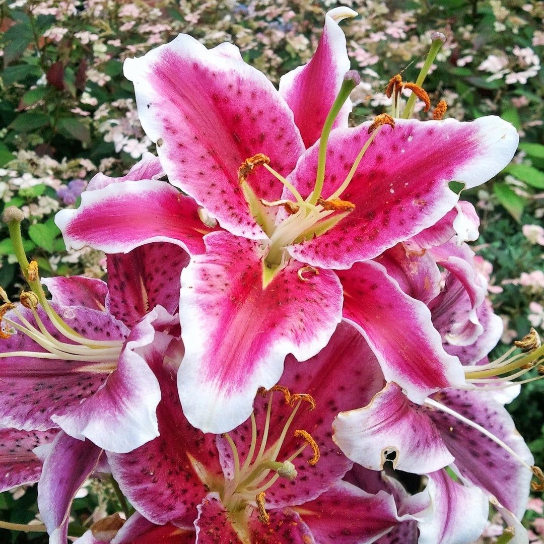 Lilium 'Stargazer'  - Stargazer Oriental Lily