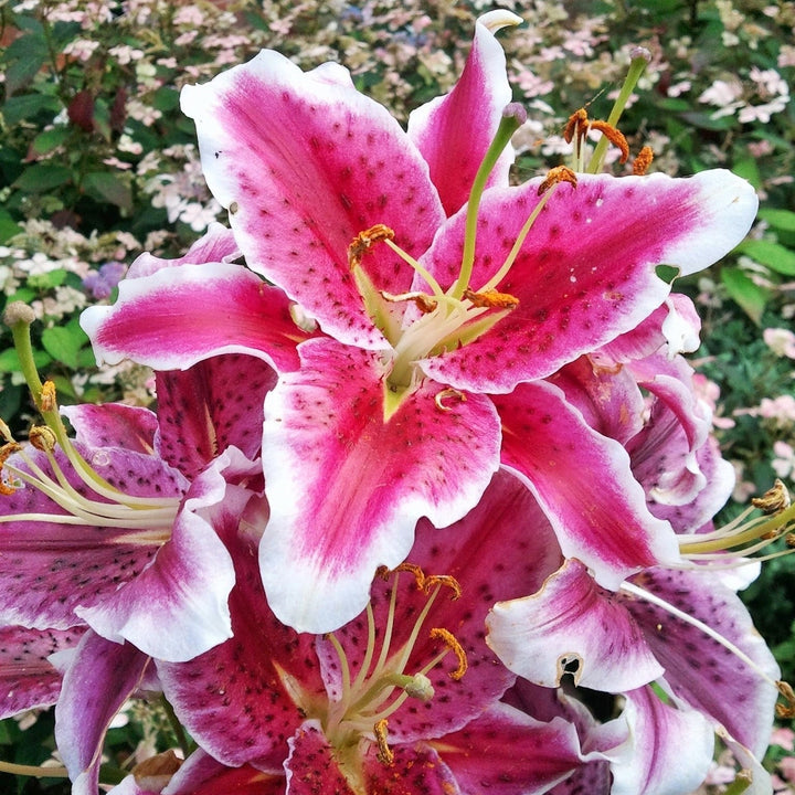 Lilium 'Stargazer'  - Stargazer Oriental Lily