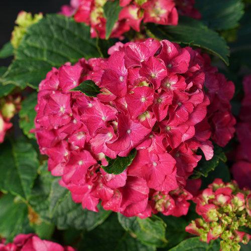 Hydrangea macrophylla 'Stragrum'  - Wee Bit Grumpy® Hydrangea