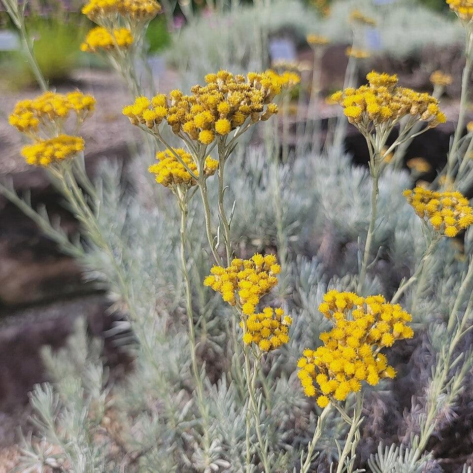 Helichrysum italicum  - Curry Plant