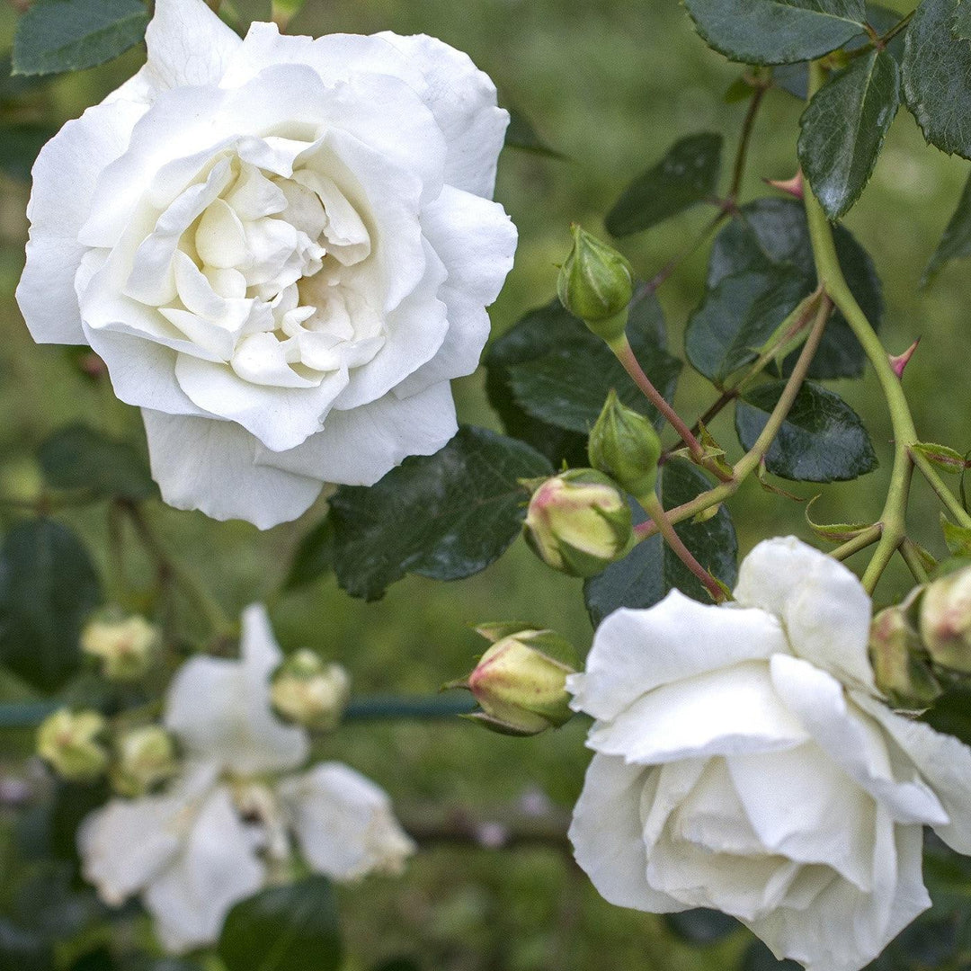 Rosa 'White Dawn'  - White Dawn Rose