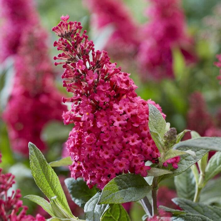 Buddleia davidii ‘BotEx 006’ PP34500  - Butterfly Candy™ Li'l Raspberry™ Butterfly Bush
