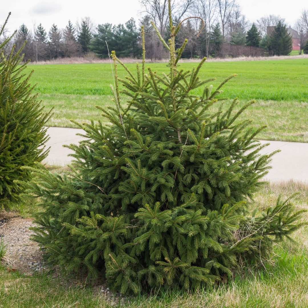 Picea glauca var. densata  - Black Hills Spruce