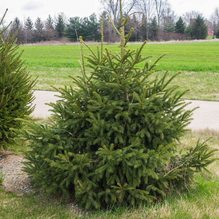 Picea glauca var. densata  - Black Hills Spruce
