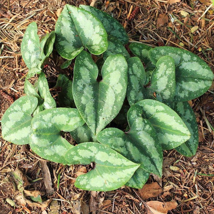 Asarum splendens  - Chinese Wild Ginger