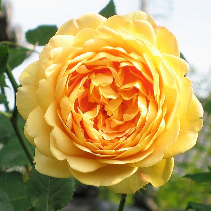 Rosa 'AUSgold'  - Golden Celebration Rose