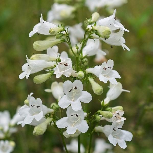 Penstemon digitalis  - Beardtongue
