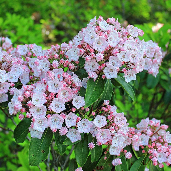 Kalmia latifolia 'Good Show'  - Good Show Mountain Laurel