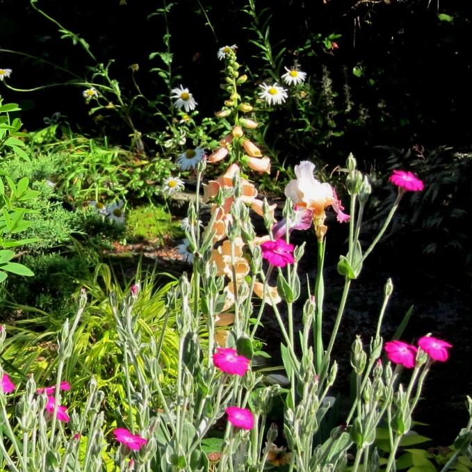 Digitalis purpurea 'Dalmatian Peach'  - Dalmatian Peach Foxglove