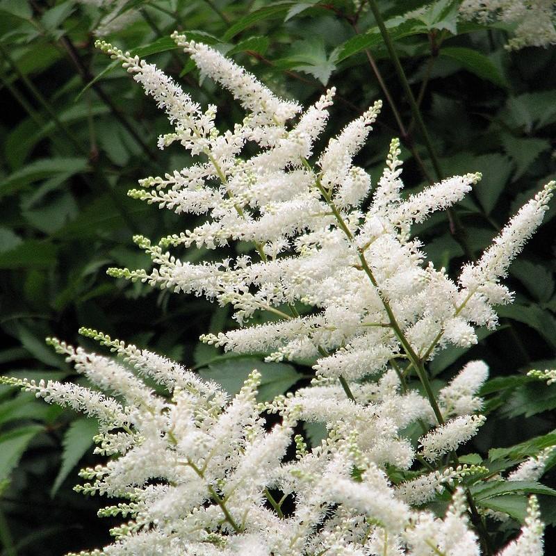 Astilbe japonica 'Deutschland'  - Deutschland Japanese Astilbe