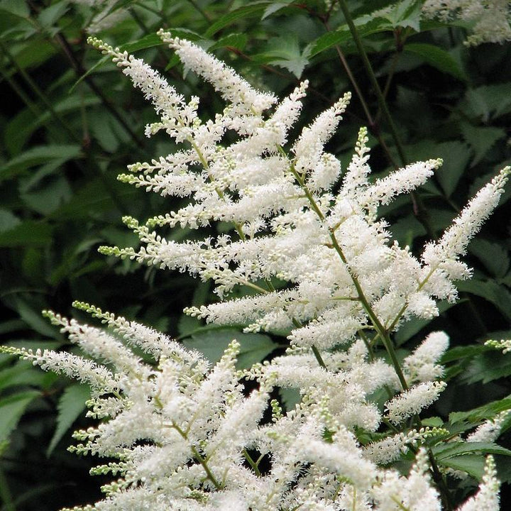 Astilbe japonica 'Deutschland'  - Deutschland Japanese Astilbe