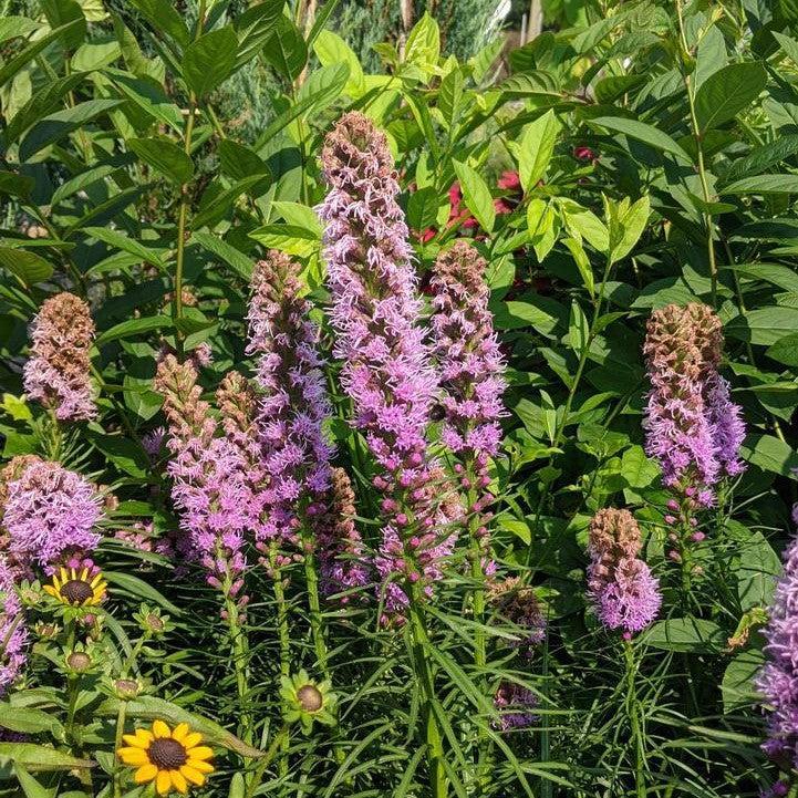 Liatris spicata 'Kobold Original'  - Kobold Original Blazing Star