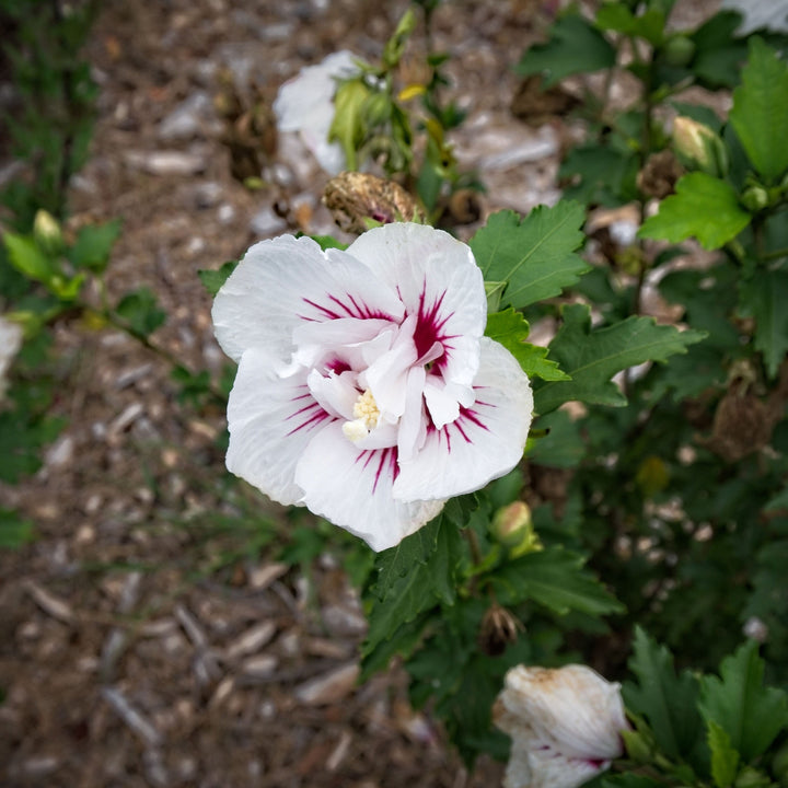 Hibiscus syriacus 'MINFREN'  - First Editions® Bali™ Hibiscus