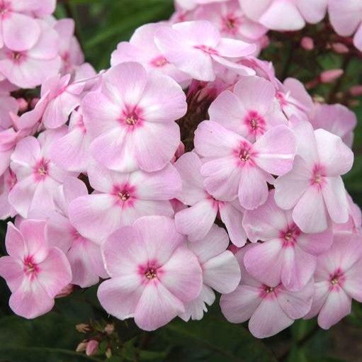 Phlox paniculata 'Ditomfav' PP21,369  - First Editions® Cotton Candy™ Phlox