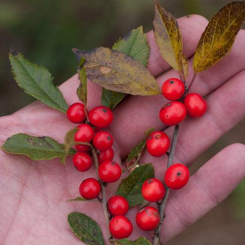 Ilex verticillata 'NCIV1'  - Little Goblin® Red Winterberry