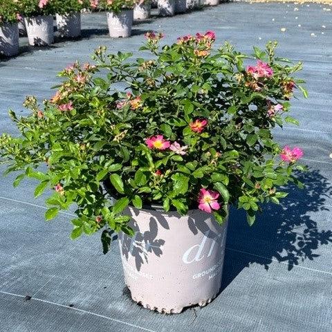 Rosa 'Meijocos' PP#18,874  - Pink Drift® Rose