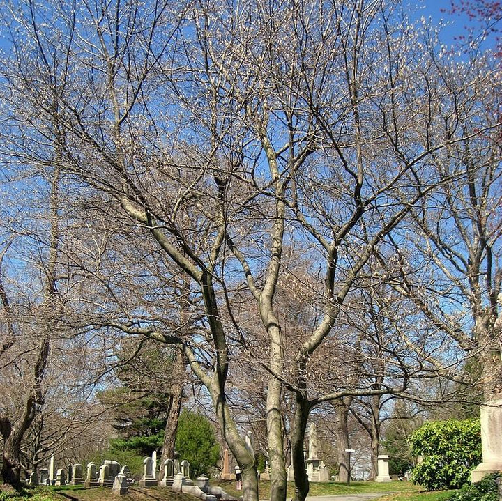Amelanchier canadensis  - Shadblow Serviceberry