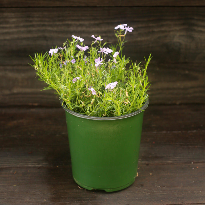 Phlox subulata 'Emerald Blue'  - Emerald Blue Creeping Phlox