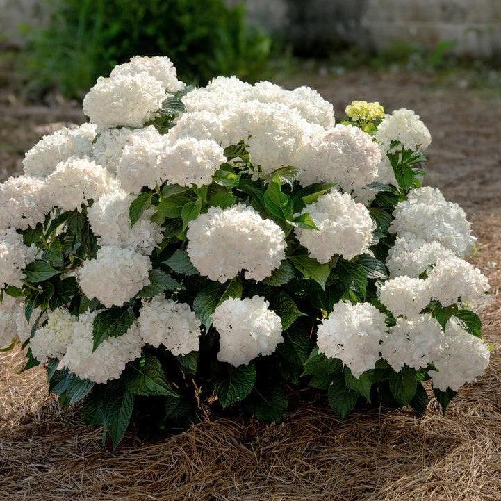 Hydrangea macrophylla 'Bailmaceight'  - Endless Summer® Dreamcloud® Hydrangea