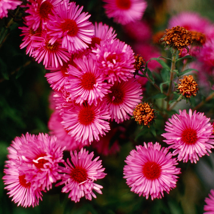 Aster novae-angliae 'Vibrant Dome'  - Vibrant Dome New England Aster
