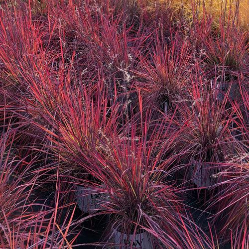 Schizachyrium scoparium 'Blue Paradise'  - 'Blue Paradise' Little Bluestem