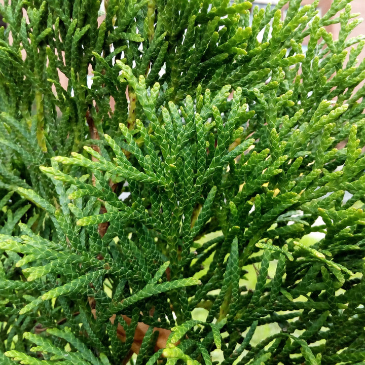 Thuja occidentalis 'American Pillar'  - Full Speed A Hedge® Arborvitae