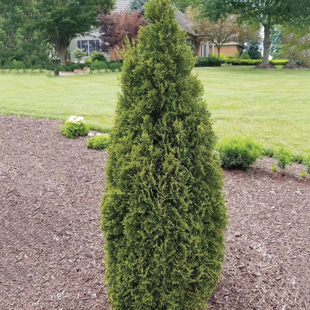 Thuja occidentalis 'Lilshreckthu'  - Emerald Squeeze™ Arborvitae