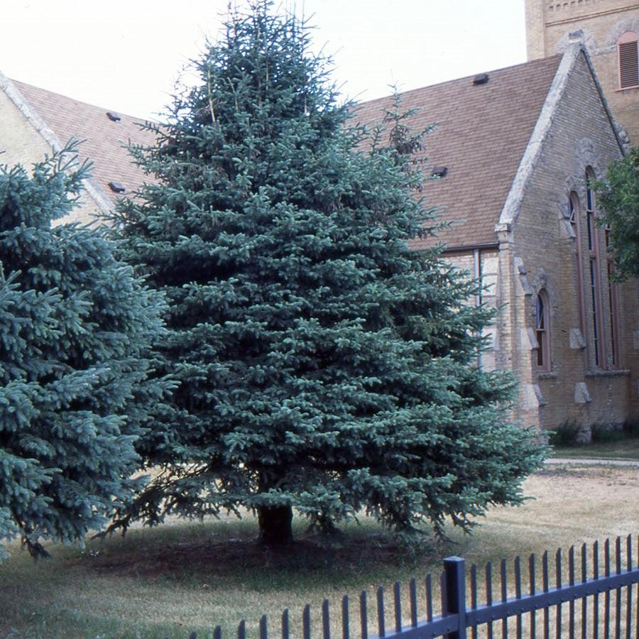 Picea glauca  - White Spruce