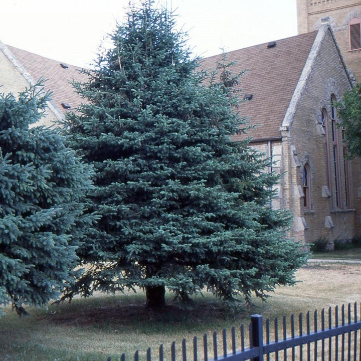 Picea glauca  - White Spruce