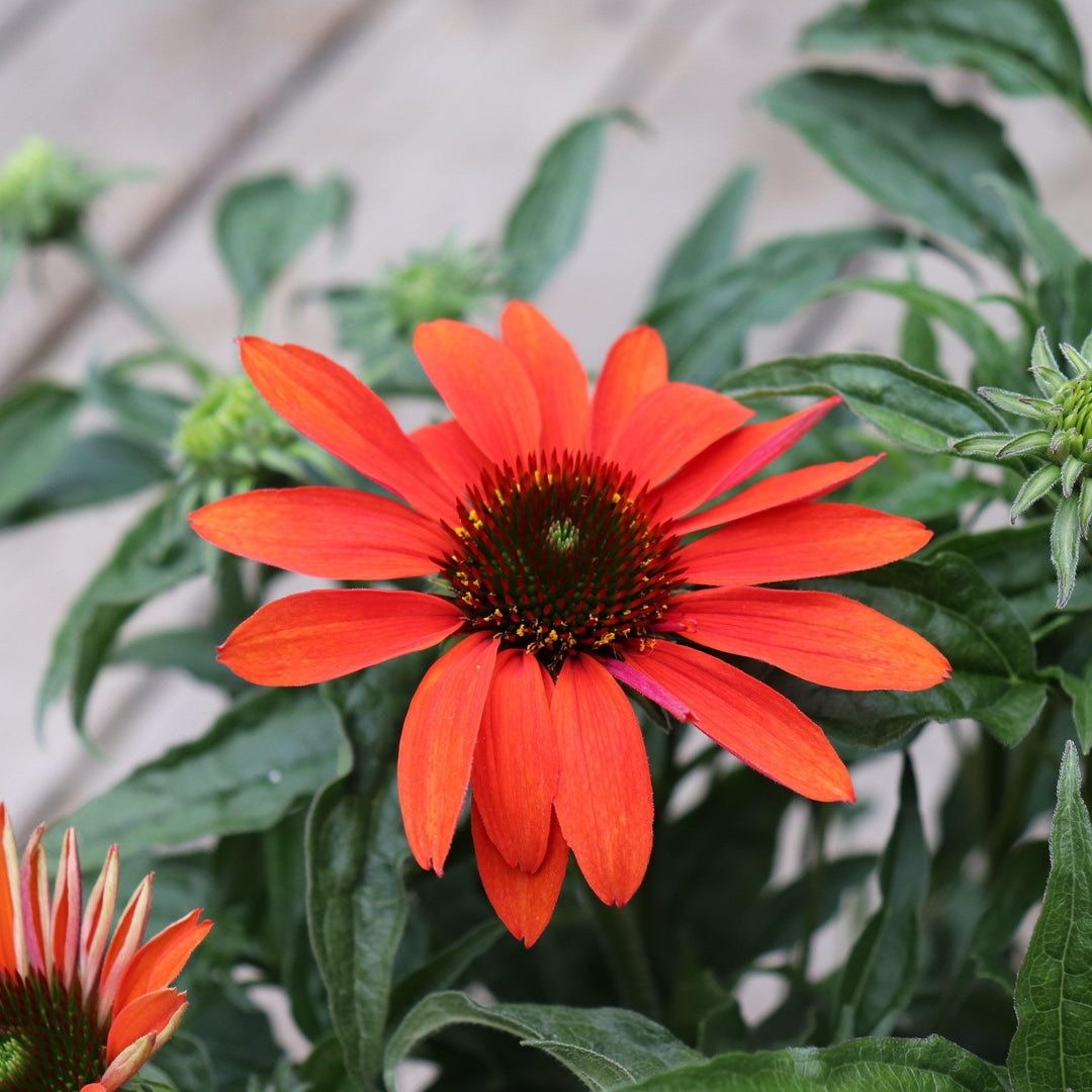 Echinacea x 'Cheyenne Spirit'  - Cheyenne Spirit Echinacea, Coneflower