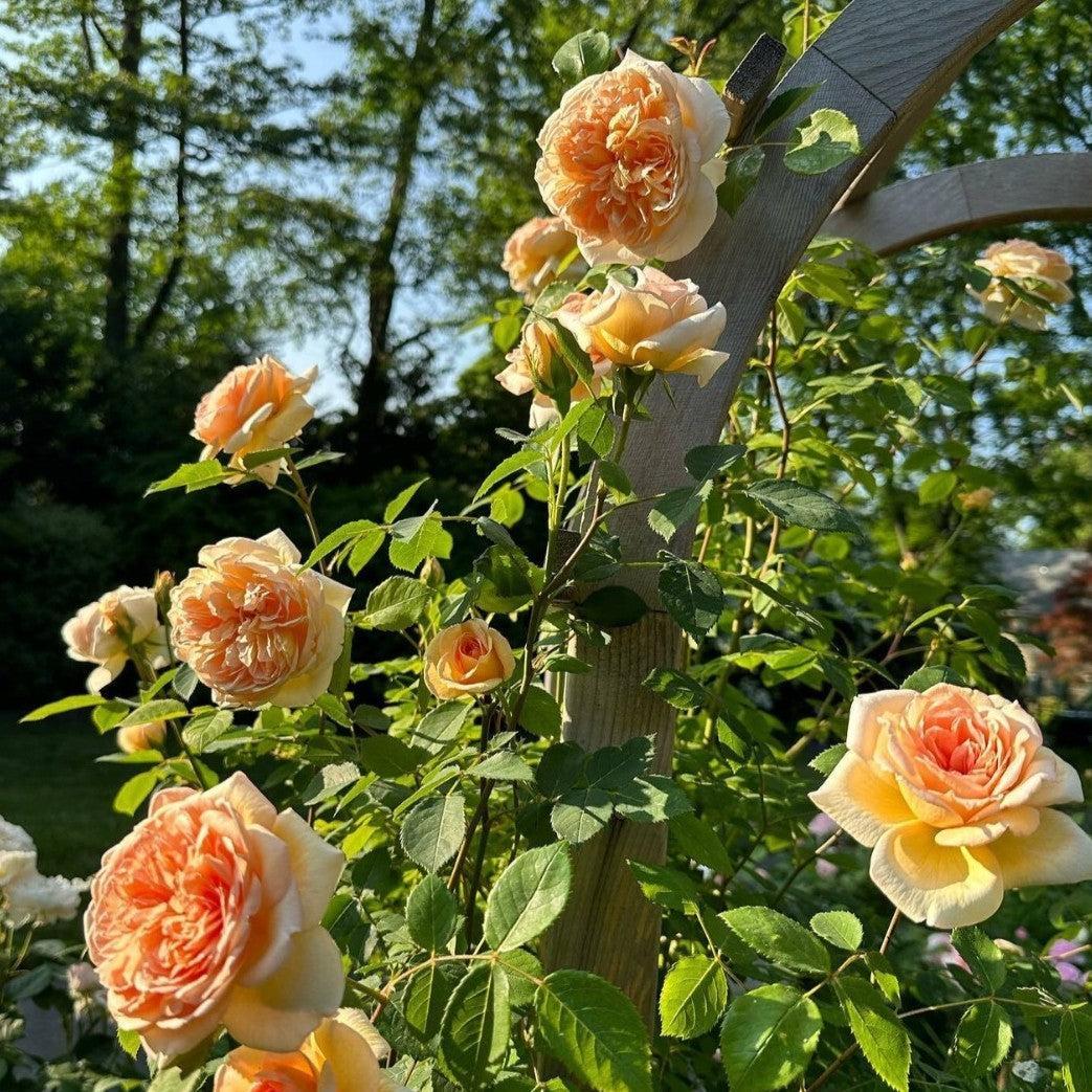 Rosa 'Auschimbley'  - Bathsheba Climbing Rose