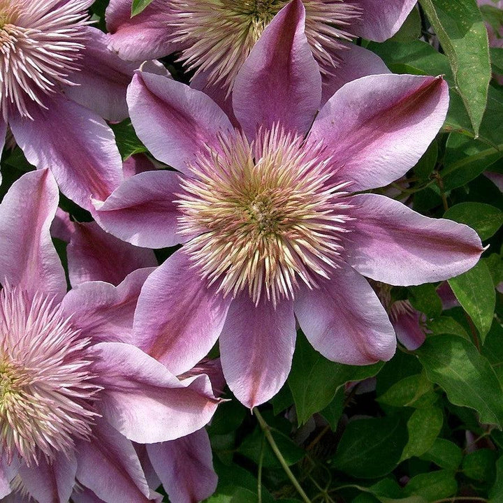 Clematis 'Evijohil'  - Josephine™ Clematis