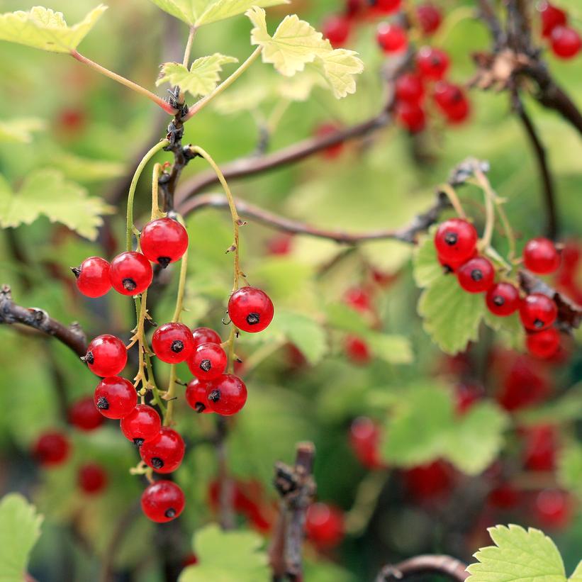 Ribes rubrum 'Red Lake'  - Red Lake Red Currant
